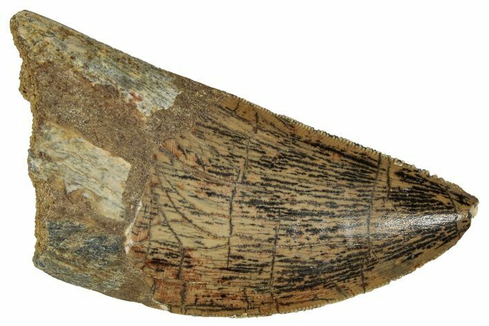 Serrated Carcharodontosaurus Tooth - Real Dinosaur Tooth #341102